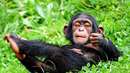 شامپانزه ای درحال استراحت