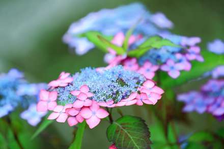 گل صورتی و آبی