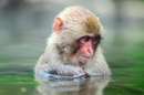 میمونی درحال شنا کردن