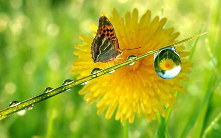 پروانه ای روی برگ