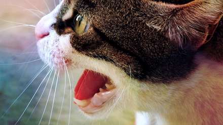 گربه خشمگین