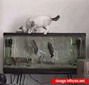 حمله ماهی به گربه