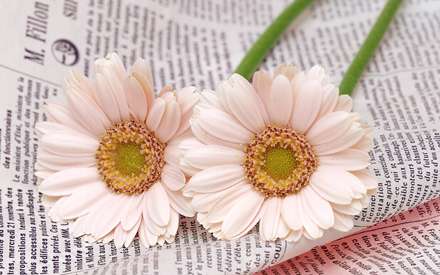 دوشاخه گل داوودی