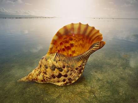 صدف زیبا