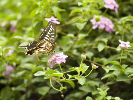 پروانه زیبا روی گل های صورتی