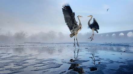 پلیکان های خوشحال