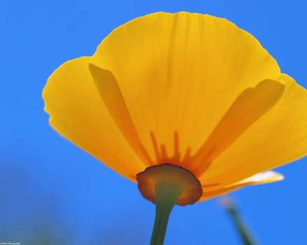 پس زمینه گل