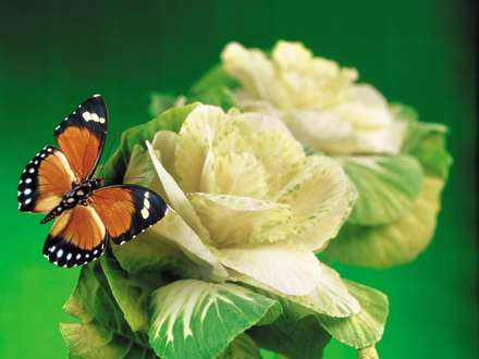 پروانه ای روی گل