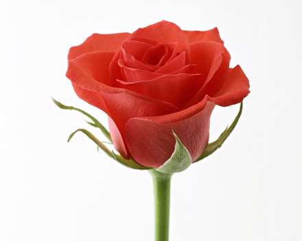 رز قرمز تنها