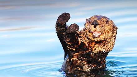 آبتنی سگ بازیگوش