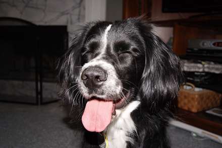 سگ سیاه و سفید