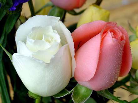 غنچه های گل رز