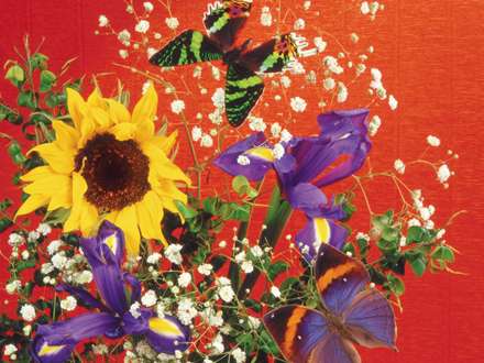 پروانه هایی روی گلهای رنگارنگ