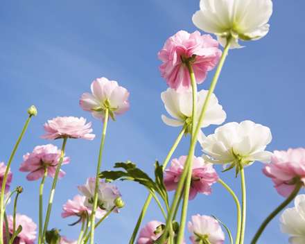 گلهای سفید و صورتی