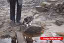 گربه ای که تلاش می کند خیس نشود
