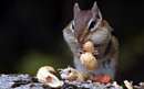 سنجابی مشغول بادام خوردن