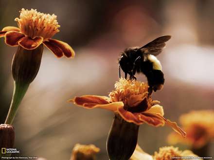 زنبوری روی گل