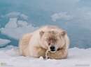 خرس قطبی تنبل