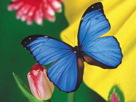 پروانه آبی روی گل لاله