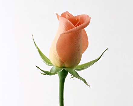 غنچه رز گلبهی