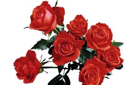 بهترین هدیه برای دوست گل باشد و بس