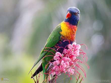 طوطی رنگارنگ روی گل