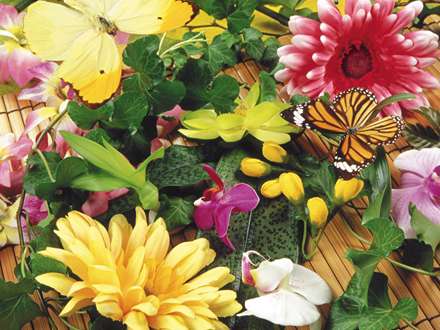 پروانه ای روی گل ها