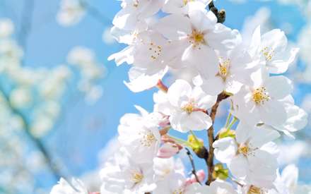 شکوفه های سفید