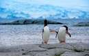 دو پنگوئن درساحل