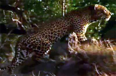 شکار کردن گراز