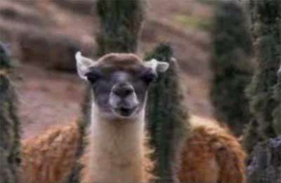 تصاویر زیبا از حیات وحش