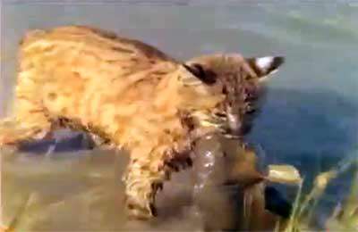 شکار ماهی توسط گربه وحشی 