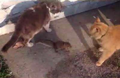 دوستی سنجاب با گربه ها