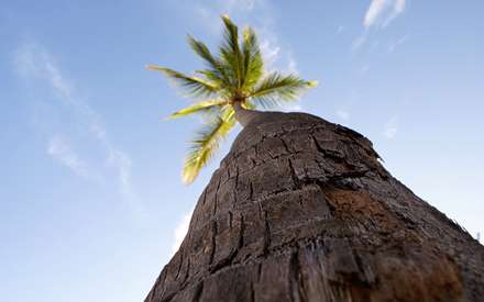 درخت سربه فلک کشیده