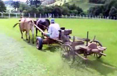 ایده جالب چمن زنی 