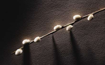 شاخه ای با گلهای سفید