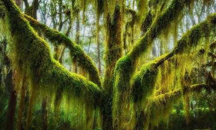 معروف ترین و خاص ترین درخت های جهان