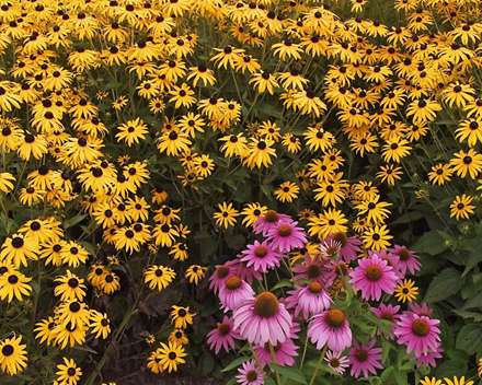 گلهای زرد و صورتی