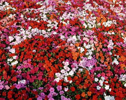 گلهای رنگارنگ