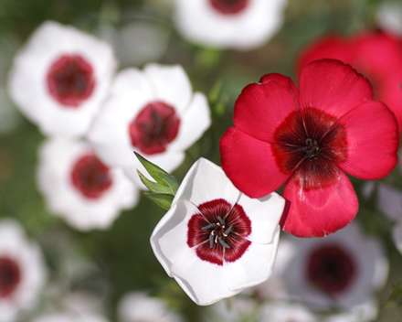 گلهای سفید و قرمز