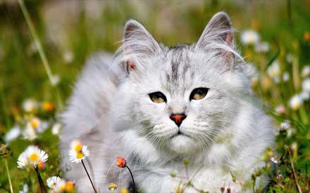 گربه ای میان گلها