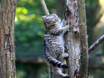 گربه بازیگوش