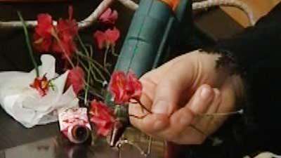 گل شمعدانی (1)