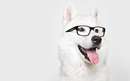 سگ عینکی