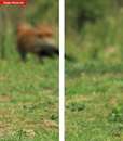 تصویر 3 بعدی از یک روباه