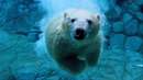 خرس قطبی زیر آب