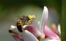 زنبوری روی گل
