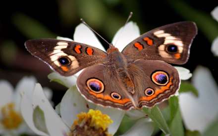 پروانه زیبا روی گل