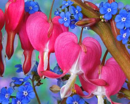 گلهای آبی و صورتی