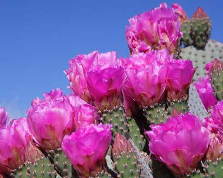 گلهای صورتی کاکتوس